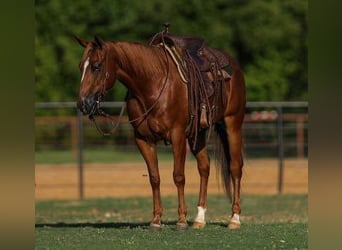 American Quarter Horse, Castrone, 5 Anni, 147 cm, Sauro ciliegia