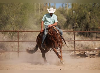 American Quarter Horse, Castrone, 5 Anni, 147 cm, Sauro ciliegia