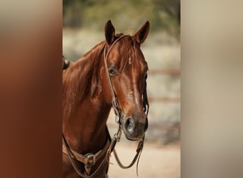 American Quarter Horse, Castrone, 5 Anni, 147 cm, Sauro ciliegia