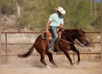 American Quarter Horse, Castrone, 5 Anni, 147 cm, Sauro ciliegia