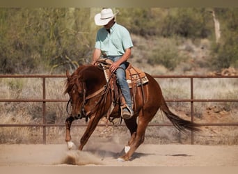 American Quarter Horse, Castrone, 5 Anni, 147 cm, Sauro ciliegia