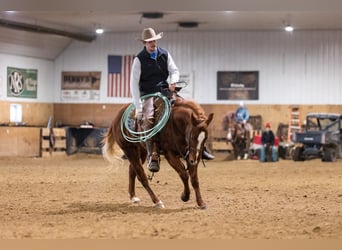 American Quarter Horse, Castrone, 5 Anni, 147 cm, Sauro ciliegia