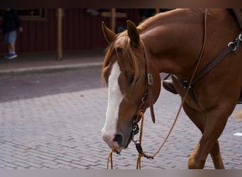 American Quarter Horse, Castrone, 5 Anni, 147 cm, Sauro ciliegia
