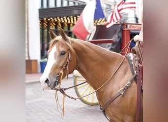 American Quarter Horse, Castrone, 5 Anni, 147 cm, Sauro ciliegia