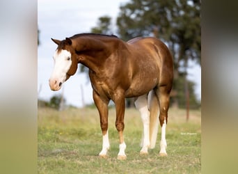 American Quarter Horse, Castrone, 5 Anni, 147 cm, Sauro ciliegia