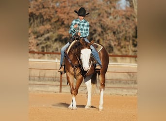 American Quarter Horse, Castrone, 5 Anni, 147 cm, Sauro ciliegia
