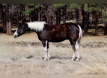 American Quarter Horse, Castrone, 5 Anni, 147 cm, Tobiano-tutti i colori