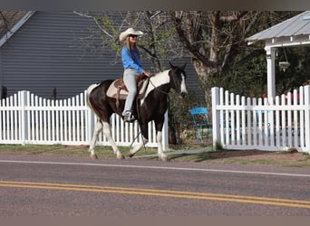 American Quarter Horse, Castrone, 5 Anni, 147 cm, Tobiano-tutti i colori