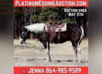 American Quarter Horse, Castrone, 5 Anni, 147 cm, Tobiano-tutti i colori