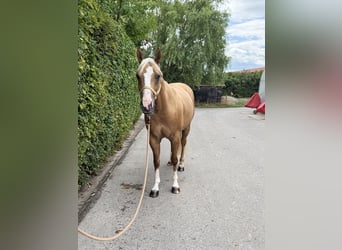 American Quarter Horse, Castrone, 5 Anni, 149 cm, Palomino
