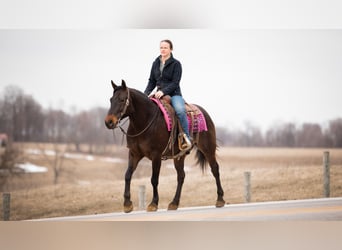 American Quarter Horse, Castrone, 5 Anni, 150 cm, Baio ciliegia