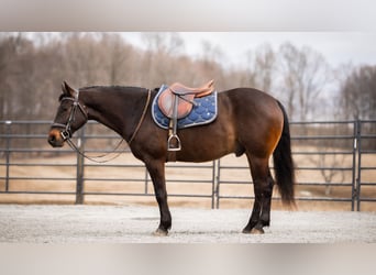 American Quarter Horse, Castrone, 5 Anni, 150 cm, Baio ciliegia