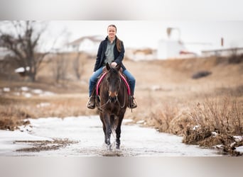 American Quarter Horse, Castrone, 5 Anni, 150 cm, Baio ciliegia