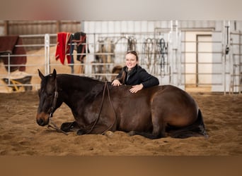 American Quarter Horse, Castrone, 5 Anni, 150 cm, Baio ciliegia