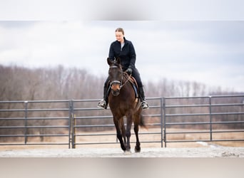 American Quarter Horse, Castrone, 5 Anni, 150 cm, Baio ciliegia