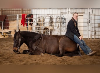 American Quarter Horse, Castrone, 5 Anni, 150 cm, Baio ciliegia