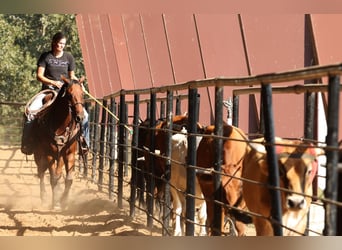 American Quarter Horse, Castrone, 5 Anni, 150 cm, Baio ciliegia