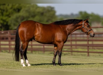 American Quarter Horse, Castrone, 5 Anni, 150 cm, Baio ciliegia