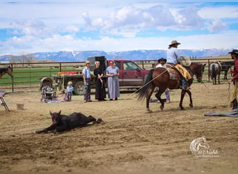 American Quarter Horse, Castrone, 5 Anni, 150 cm, Baio ciliegia