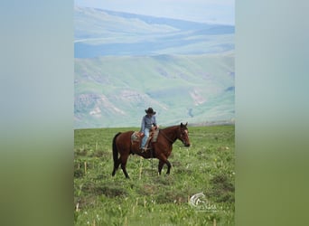 American Quarter Horse, Castrone, 5 Anni, 150 cm, Baio ciliegia