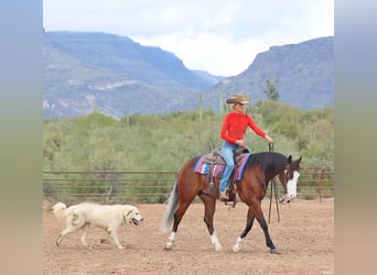 American Quarter Horse, Castrone, 5 Anni, 150 cm, Baio ciliegia