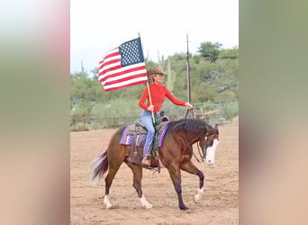 American Quarter Horse, Castrone, 5 Anni, 150 cm, Baio ciliegia