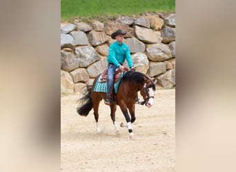 American Quarter Horse, Castrone, 5 Anni, 150 cm, Baio
