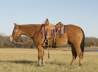 American Quarter Horse, Castrone, 5 Anni, 150 cm, Falbo
