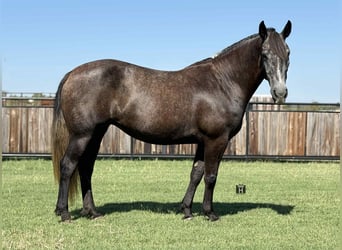 American Quarter Horse, Castrone, 5 Anni, 150 cm, Grigio pezzato