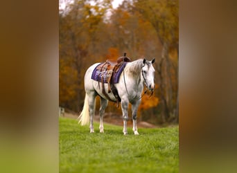 American Quarter Horse, Castrone, 5 Anni, 150 cm, Grigio pezzato