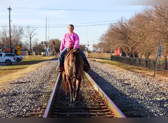 American Quarter Horse, Castrone, 5 Anni, 150 cm, Grullo