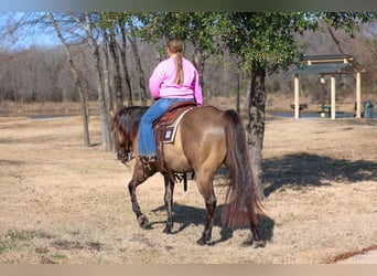 American Quarter Horse, Castrone, 5 Anni, 150 cm, Grullo