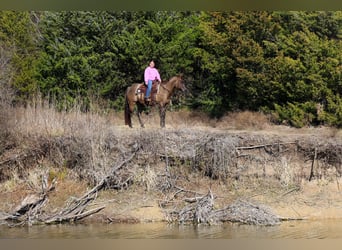 American Quarter Horse, Castrone, 5 Anni, 150 cm, Grullo