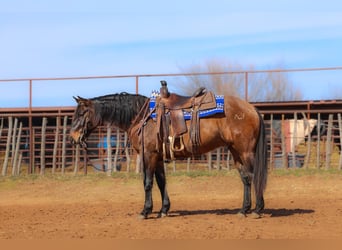 American Quarter Horse, Castrone, 5 Anni, 150 cm, Grullo