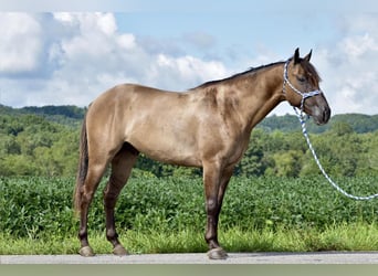 American Quarter Horse, Castrone, 5 Anni, 150 cm, Grullo