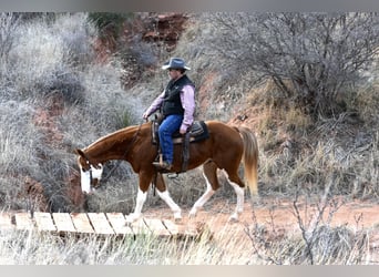 American Quarter Horse, Castrone, 5 Anni, 150 cm, Overo-tutti i colori