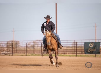 American Quarter Horse, Castrone, 5 Anni, 150 cm, Palomino
