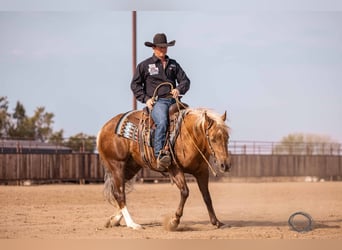 American Quarter Horse, Castrone, 5 Anni, 150 cm, Palomino