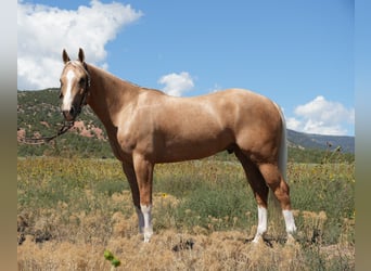 American Quarter Horse, Castrone, 5 Anni, 150 cm, Palomino