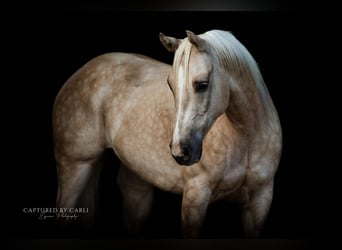 American Quarter Horse, Castrone, 5 Anni, 150 cm, Palomino