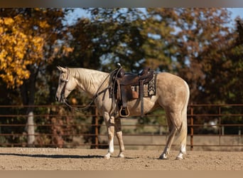 American Quarter Horse, Castrone, 5 Anni, 150 cm, Palomino