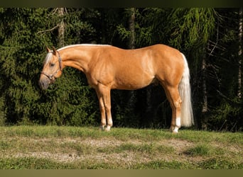 American Quarter Horse, Castrone, 5 Anni, 150 cm, Palomino