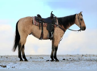American Quarter Horse, Castrone, 5 Anni, 150 cm, Pelle di daino