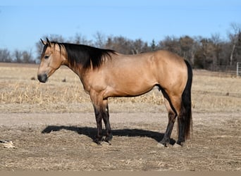 American Quarter Horse, Castrone, 5 Anni, 150 cm, Pelle di daino