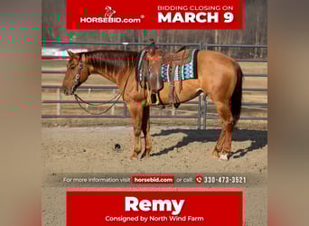 American Quarter Horse, Castrone, 5 Anni, 150 cm, Red dun