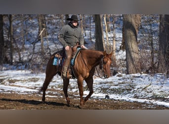 American Quarter Horse, Castrone, 5 Anni, 150 cm, Red dun