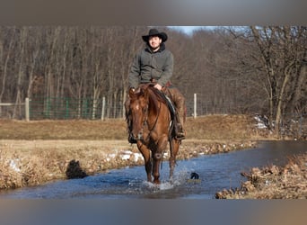 American Quarter Horse, Castrone, 5 Anni, 150 cm, Red dun