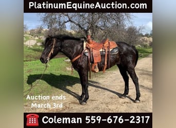 American Quarter Horse, Castrone, 5 Anni, 150 cm, Roano blu