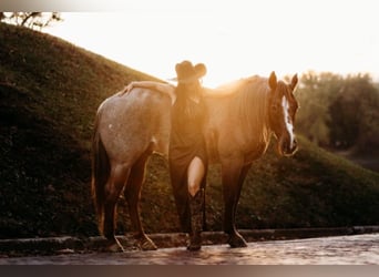 American Quarter Horse, Castrone, 5 Anni, 150 cm, Roano rosso