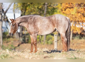 American Quarter Horse, Castrone, 5 Anni, 150 cm, Roano rosso